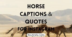 Horse captions and quotes for Instagram