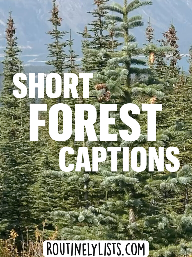 Forest captions and short quotes for Instagram