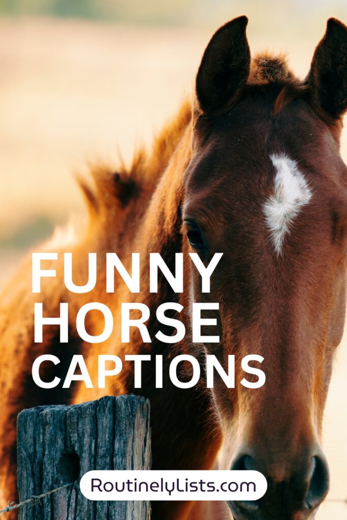 Funny horse captions